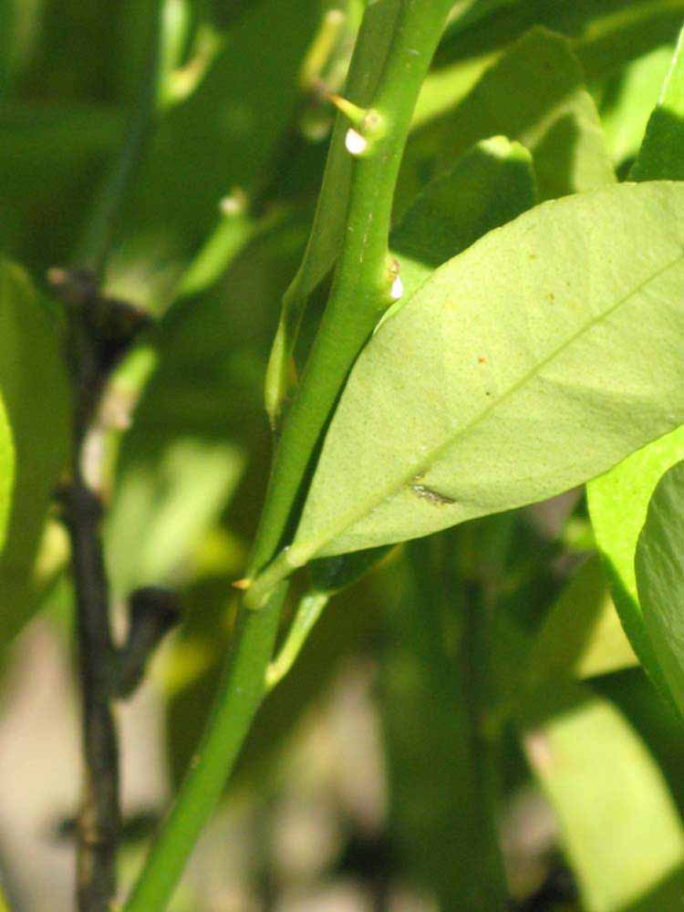            First year twig (Winter Haven, FL)   